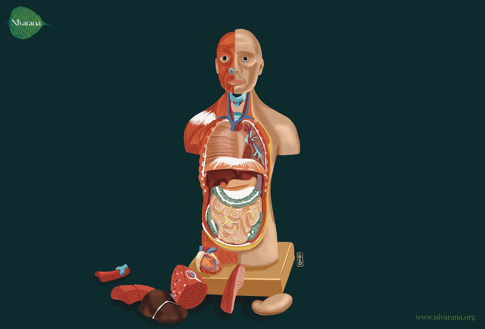 Being Human - A Miniature Human Body Model’s Journey Through India