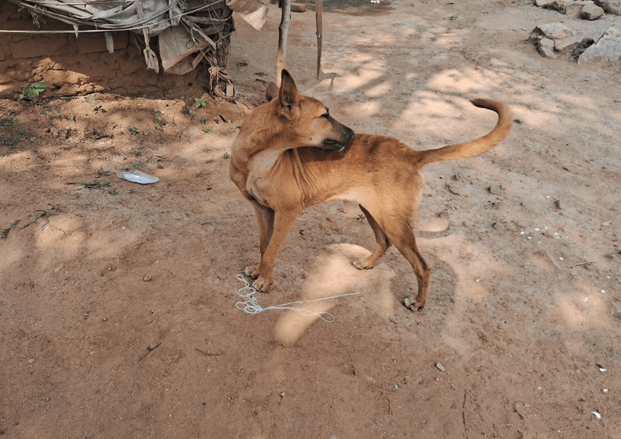 Sorry, we are in the process of creating alt